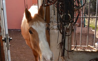 El Charrito curioseando el guadarnés