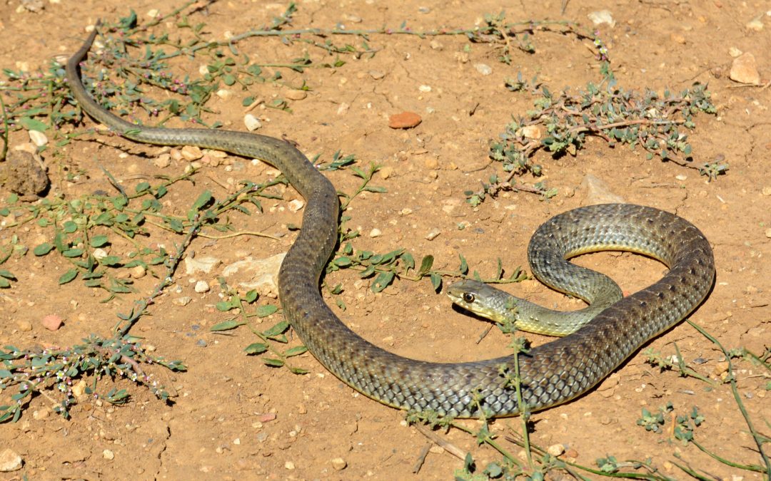 Culebra bastarda, hembra. 24-09-23