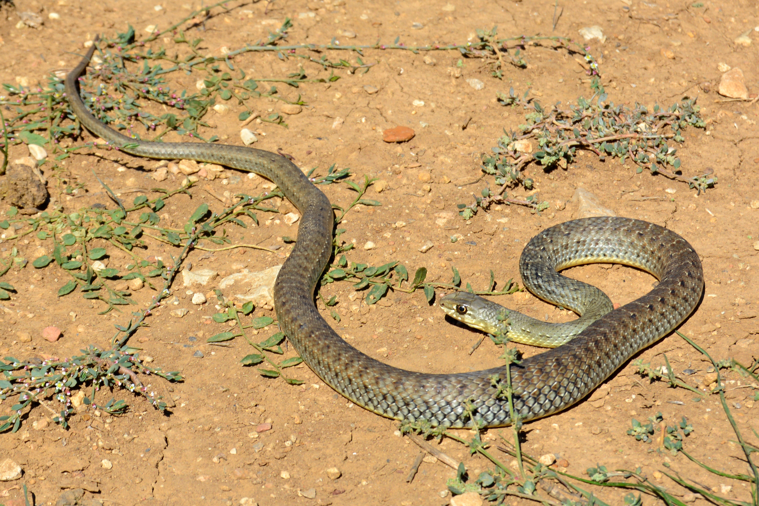 Culebra bastarda, hembra.