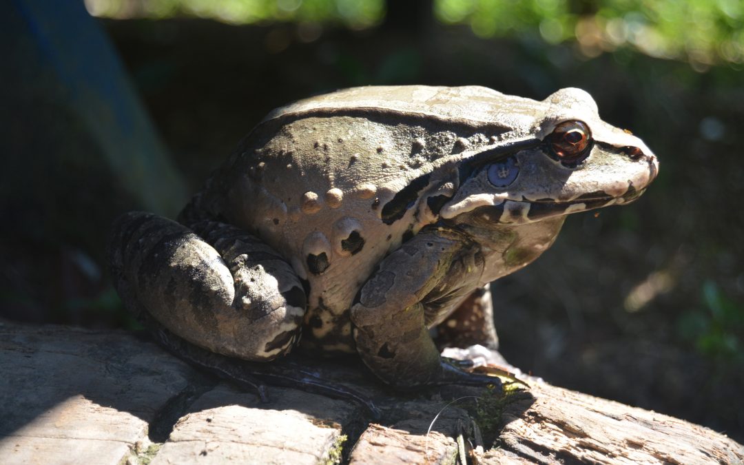 Gualo, Alto del águila 2023