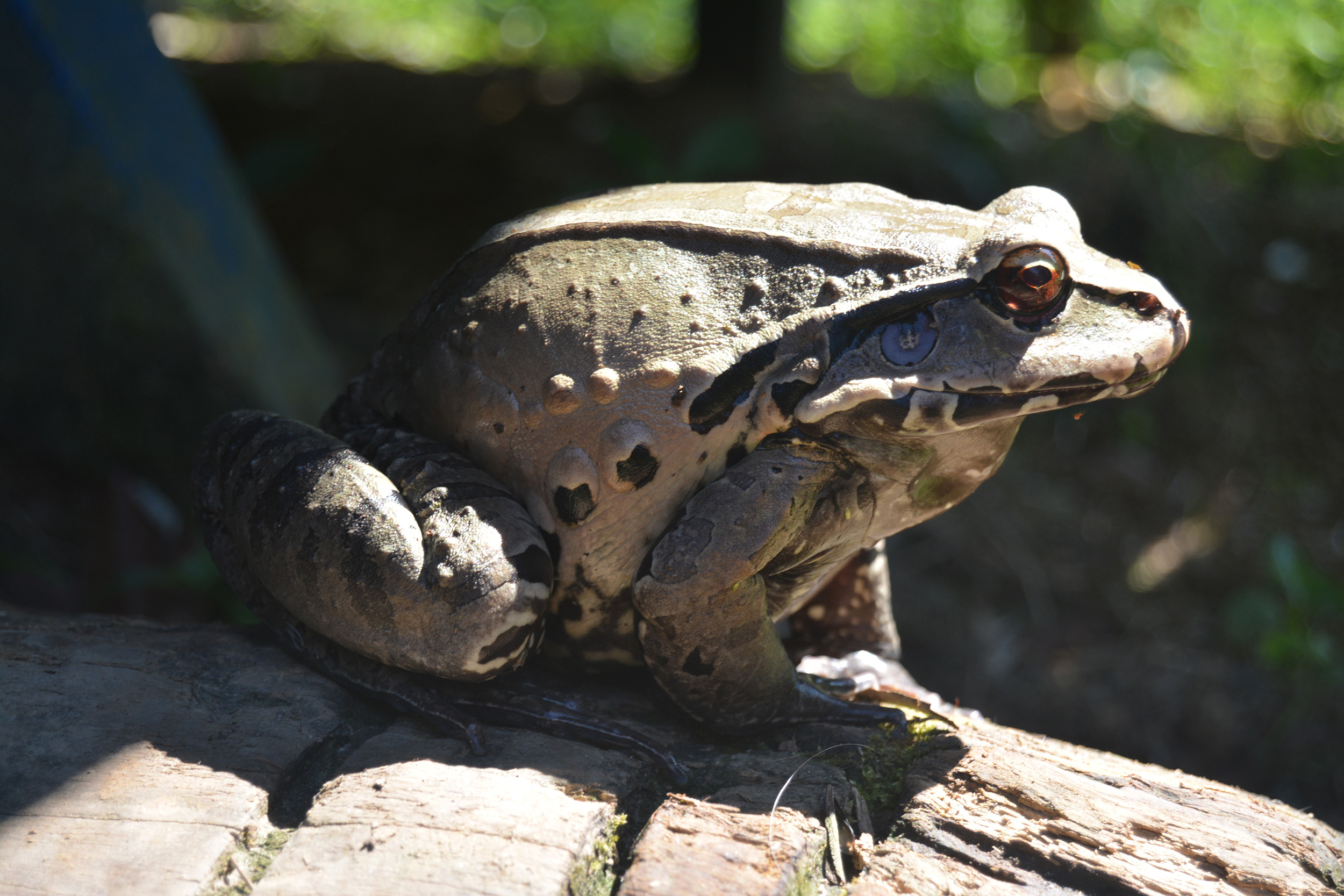 Gualo de perfil, Alto del águila 2023