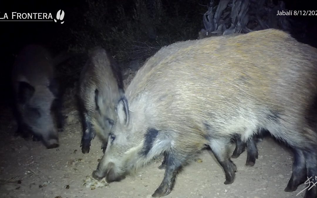 Jabalíes. Diciembre 2023 – Fototrampeo.