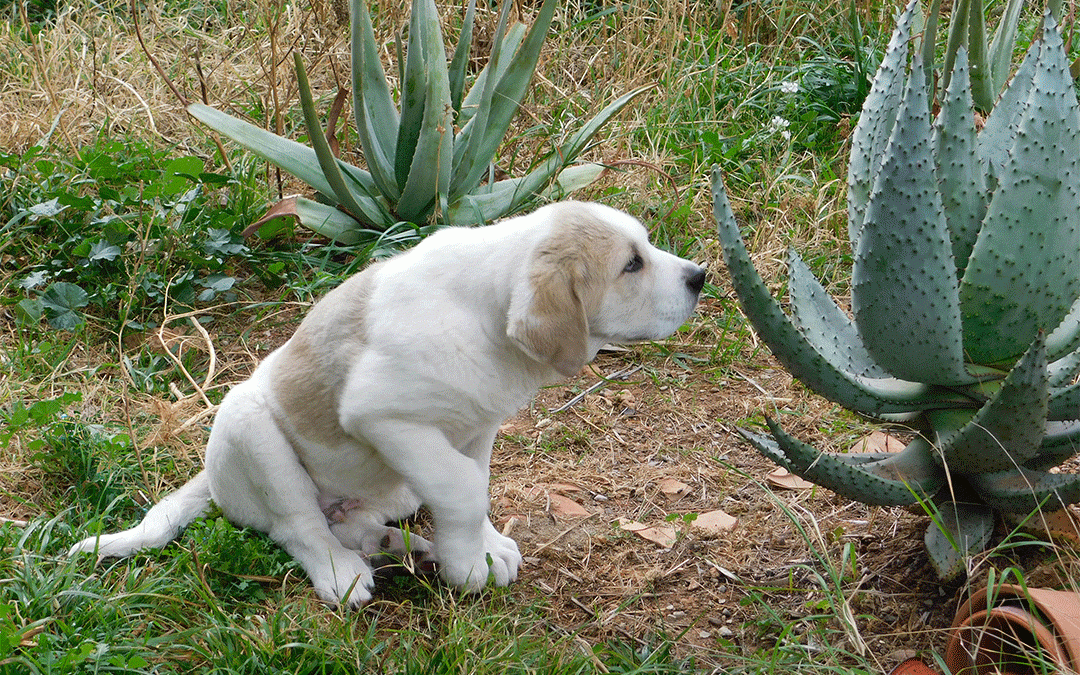 Gus en el jardín – Enero de 2025
