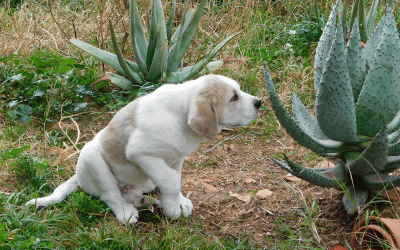 Gus en el jardín – Enero de 2025