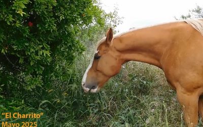 Charrito. Mayo de 2025