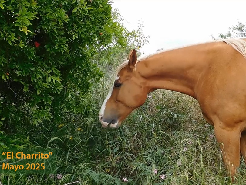 Charrito. Mayo de 2025