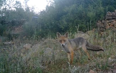 Zorra, Junio 2025 – Fototrampeo