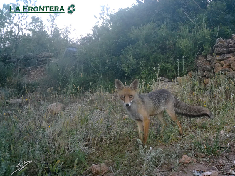 Zorra, Junio 2025​ – Fototrampeo