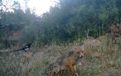 Zorra y urracas, Junio 2025 – Fototrampeo