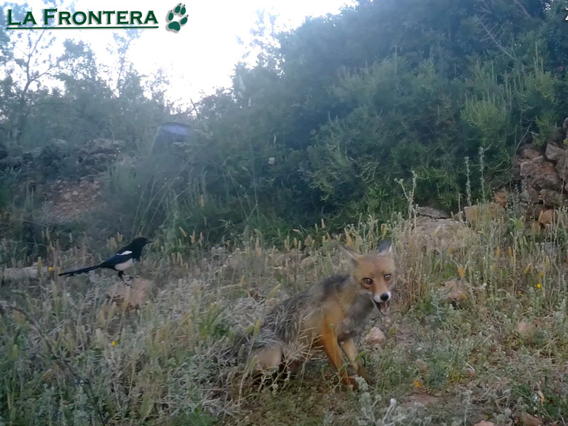 Zorra y  urracas, Junio 2025​ – Fototrampeo