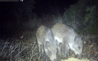 Jabatos comiendo maíz,11-25-Fototrampeo