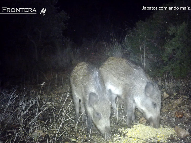 Jabatos comiendo maíz,11-25​-Fototrampeo